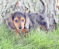 Mini Dachshund