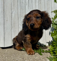 Mini Dachshund