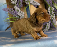 Mini Dachshund