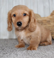 Mini Dachshund