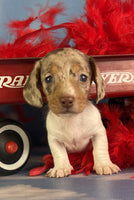 Mini Dachshund