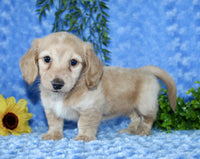 Mini Dachshund