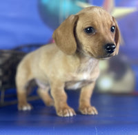 Mini Dachshund