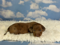 Mini Dachshund