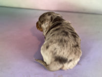 Mini Dachshund
