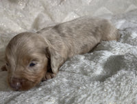 Mini Dachshund