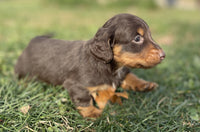 Mini Dachshund