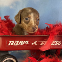 Mini Dachshund