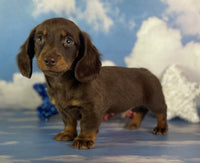 Mini Dachshund