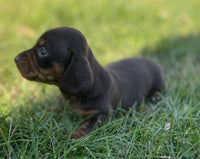 Mini Dachshund