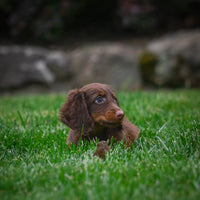 Mini Dachshund