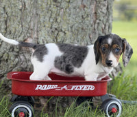 Mini Dachshund