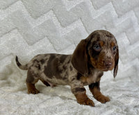 Mini Dachshund