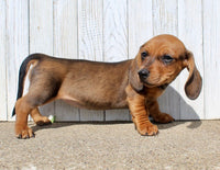 Mini Dachshund