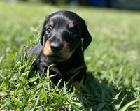 Mini Dachshund