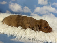 Mini Dachshund