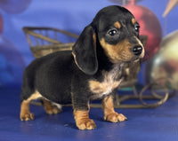 Mini Dachshund