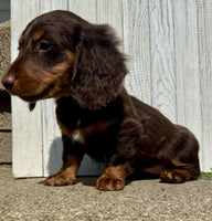 Mini Dachshund