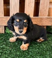 Mini Dachshund