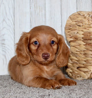 Mini Dachshund