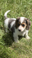 Mini Dachshund