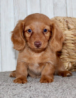 Mini Dachshund