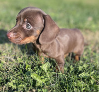 Mini Dachshund