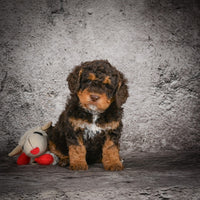 Mini Goldendoodle