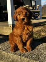  Mini Goldendoodle