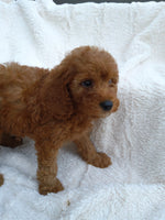 Mini Goldendoodle