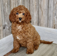 Mini Goldendoodle