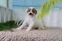 Mini Goldendoodle