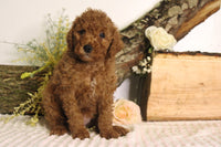 Mini Goldendoodle 