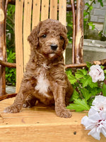Mini Goldendoodle