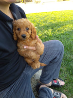 Mini Goldendoodle
