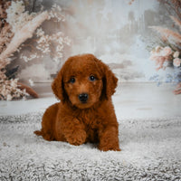 Mini Goldendoodle