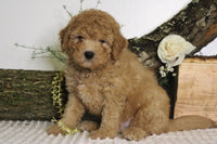 Mini Goldendoodle