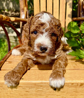 Mini Goldendoodle