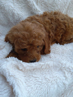 Mini Goldendoodle