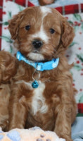 Mini Goldendoodle