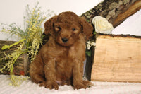 Mini Goldendoodle