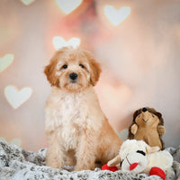 Mini Goldendoodle