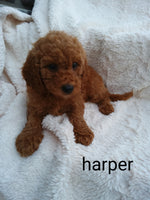 Mini Goldendoodle