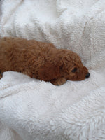 Mini Goldendoodle