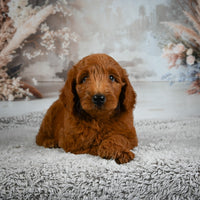 Mini Goldendoodle