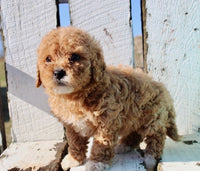 Mini Goldendoodle