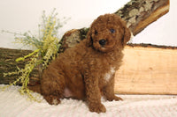 Mini Goldendoodle