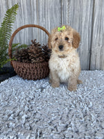 Mini Goldendoodle