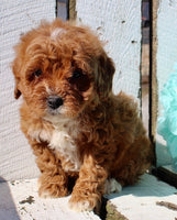 Mini Goldendoodle