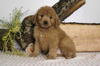 Mini Goldendoodle